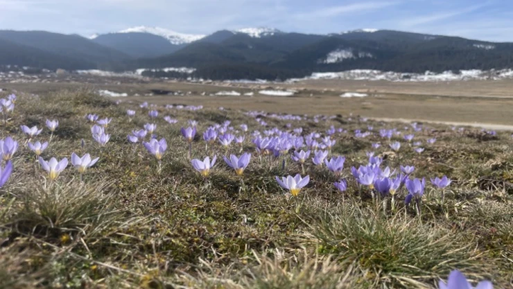 Bolu'daki Sarıalan Yaylası'nda Çiğdemler Çiçek Açtı
