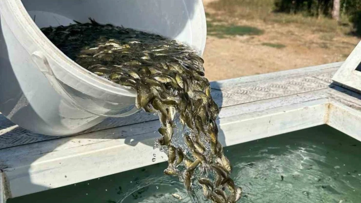 Bolu'dan, Ankara Ve Kırıkkale'ye 2.5 Milyon Yavru Sazan Gönderildi