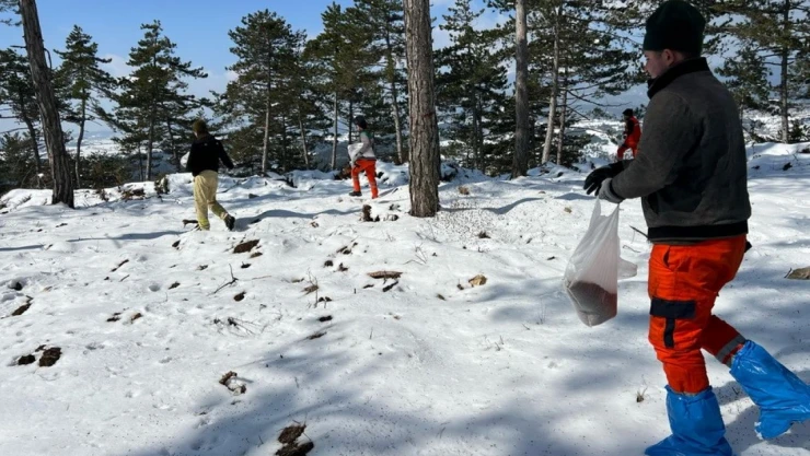 Bolu'nun Ormanlarına Tohum Takviyesi