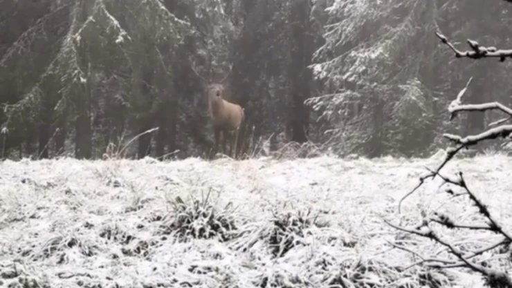 Kızılgeyik Kameraya Yansıdı