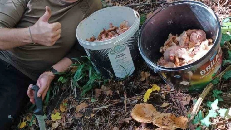 Bolu Ormanlarında Mantar Bereketi