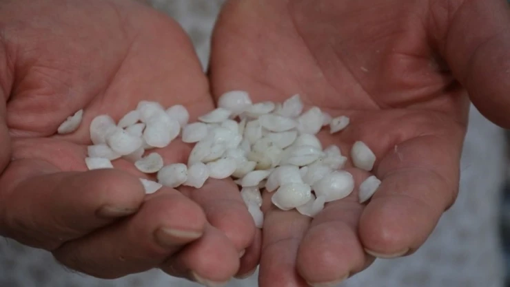 Bu Balık Böbrek Taşı Düşürüyor