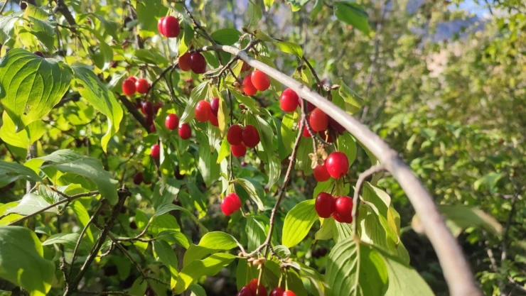 Bu bitki 10 kilo verdiriyor!