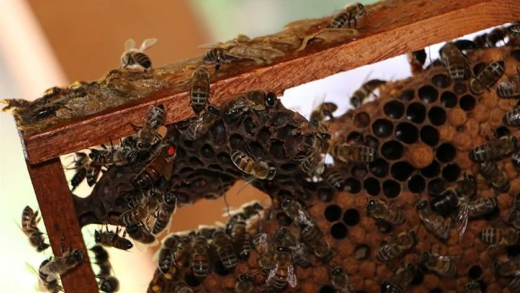 Bu da 'Arıcılık Okulu'