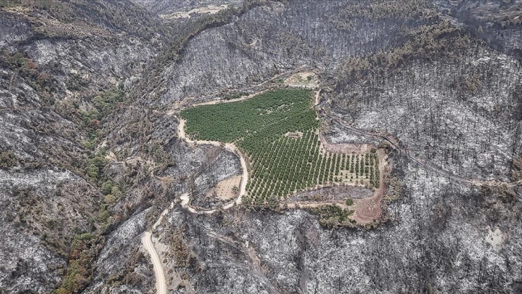 Bu Yıl 80 Bin Hektar Alan Yandı
