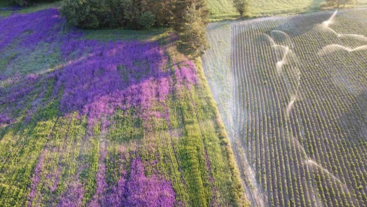 Buğday Tarlası Çiçek Bahçesine Döndü