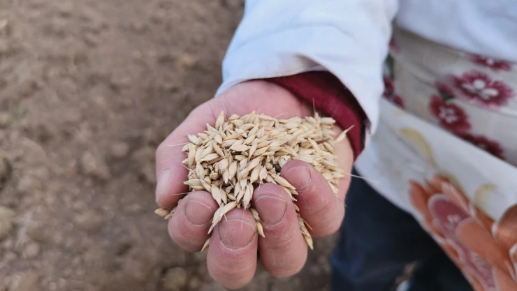 'Buğdayın Atası' Siyezin Ekimine Başlandı