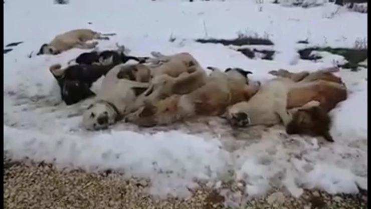 BUNUN ADI VİCDANSIZLIK!