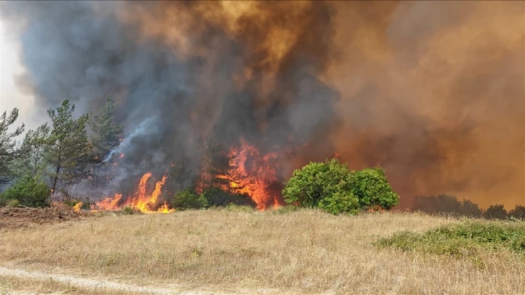Bursa'da Ormanlık Alanda Yangın