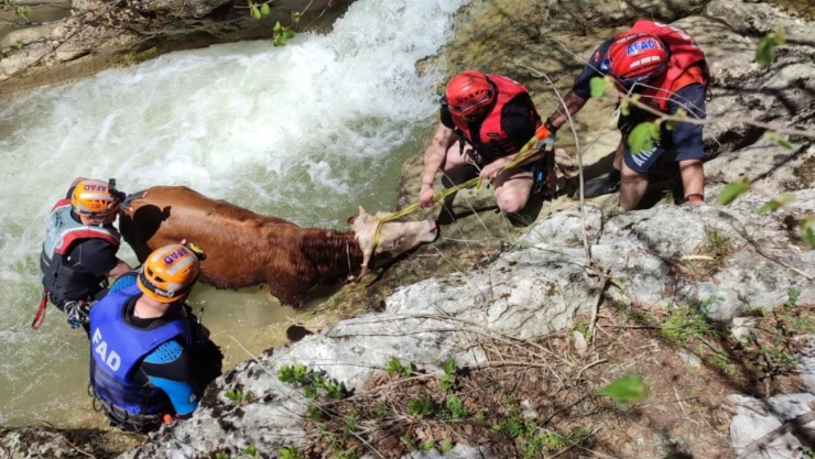 Büyükbaş Hayvan, Akarsuya Düştü