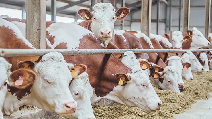 Büyükbaş Hayvancılık Destek Paketi Listesi Yayımlandı