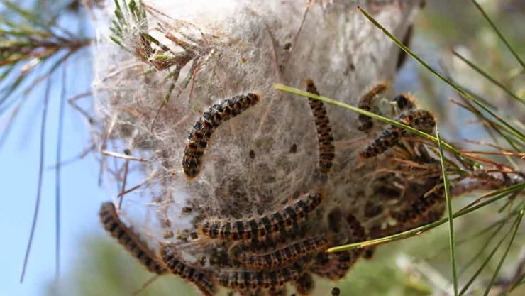 Çam kese böceği sahil ormanlarını tehdit ediyor