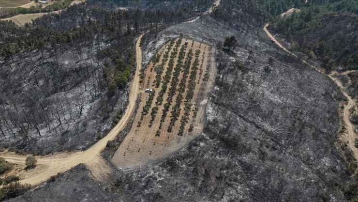 Çanakkale'deki Orman Yangını 150 Ağaç Bulunan Zeytinliği Teğet Geçti