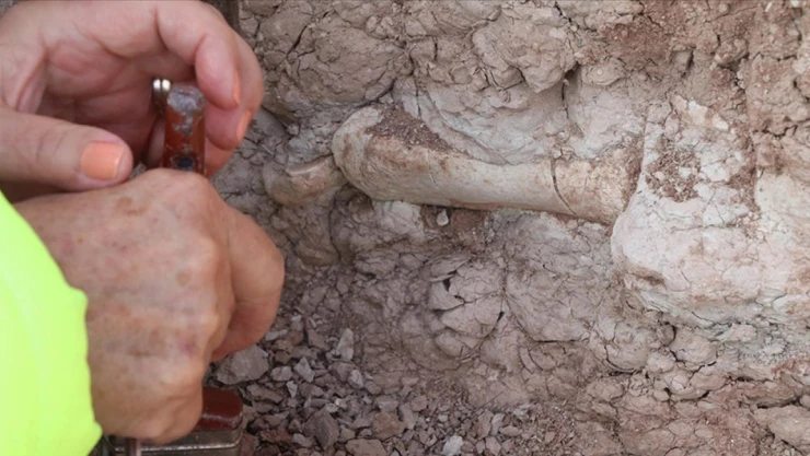 Çankırı'da 200 Yeni Fosil Bulundu