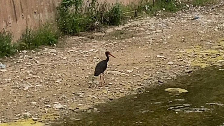 Çankırı'da Kara Leylek Görüntülendi