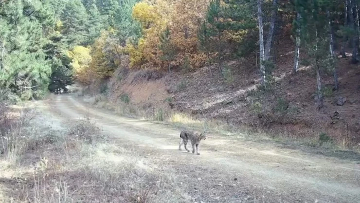 Nesli Tehlike Altında Olan Vaşak Ve Yavruları Kamerada