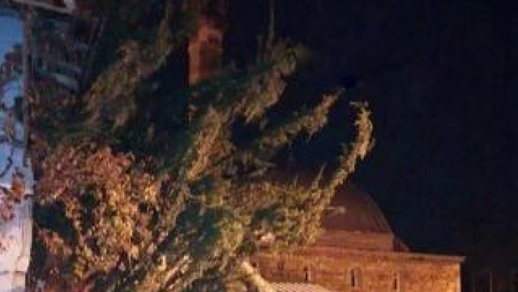 Çankırı'da Şiddetli Fırtına Ağacı Kökünden Söktü