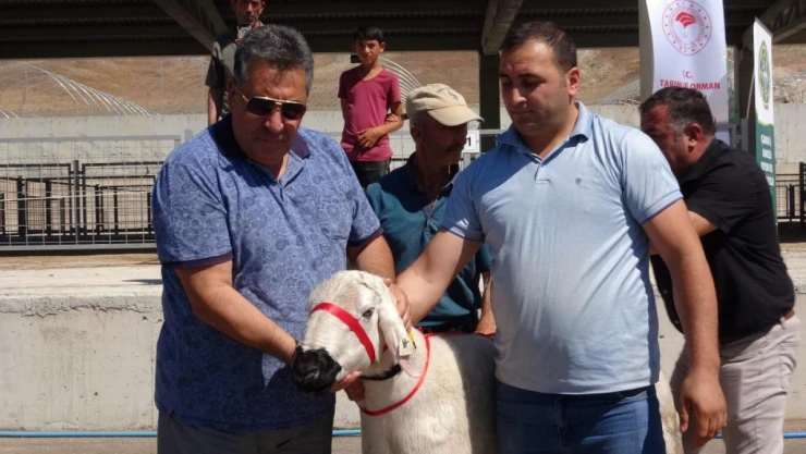 Çankırı'da üreticilere 110 adet koç dağıtıldı