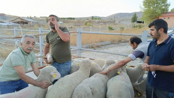 Çankırı'da üreticilere merinos koç dağıtıldı