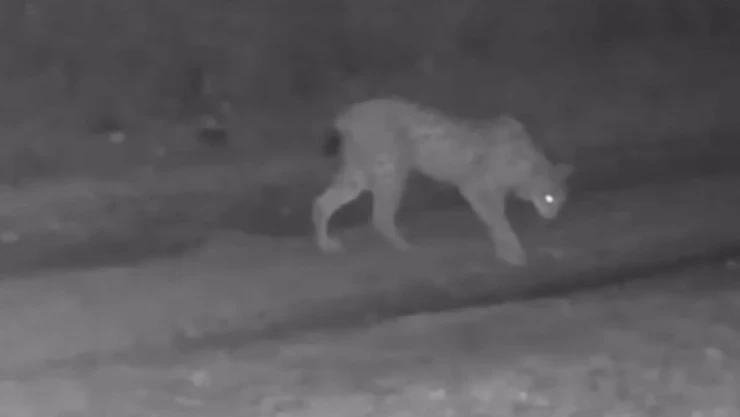 Çankırı'da Yaban Hayatı Fotokapana Yansıdı