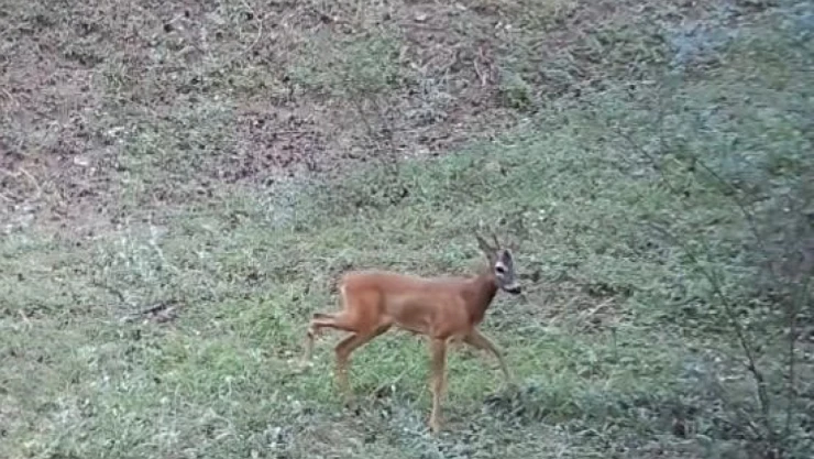 Çankırı'da Yaban Hayatı Fotokapanda