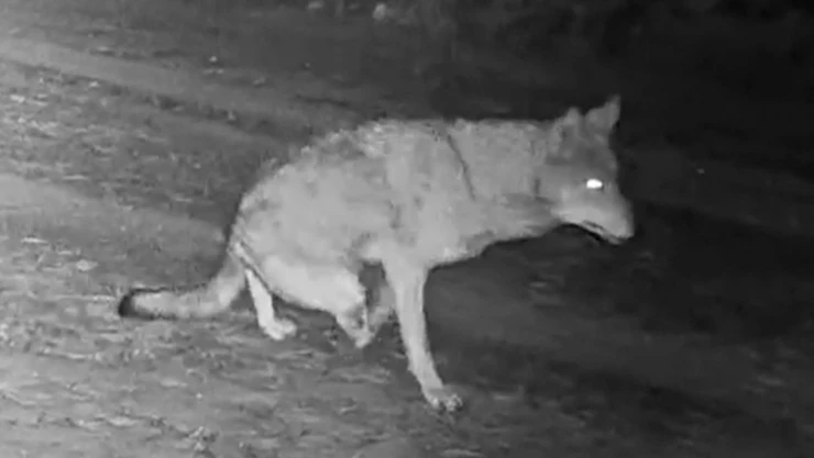 O şehirdeki Yaban Hayatı Kameralara Yansıdı