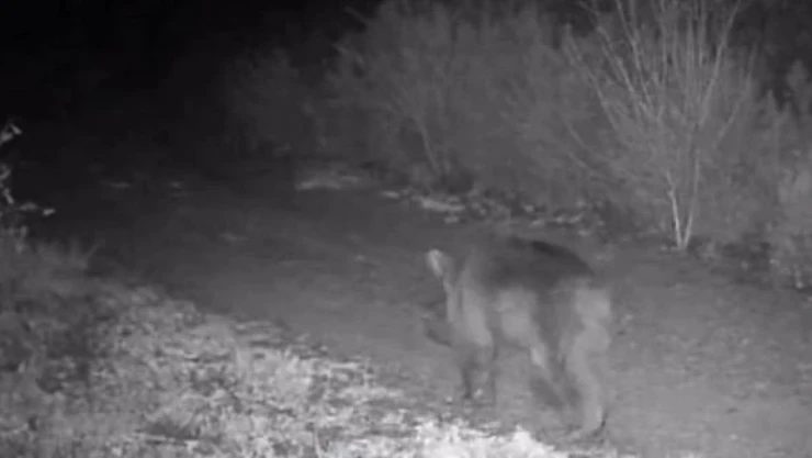 Çankırı'da Yaban Hayatı Görüntülendi