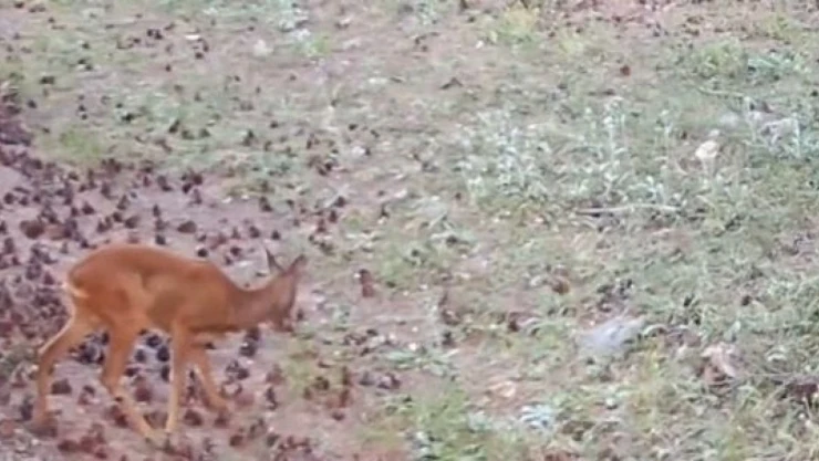 Çankırı'da Yaban Hayatı Kamerada