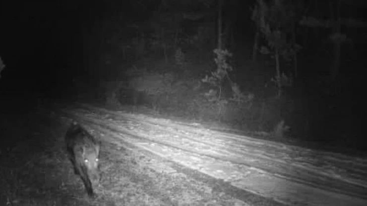 Çankırı'da Yaban Hayvanları Görüntülendi