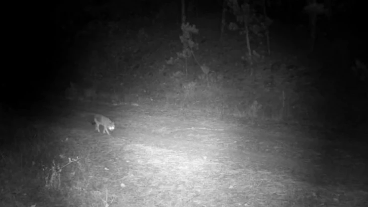 Yaban Hayvanları Kameraya Yakalandı