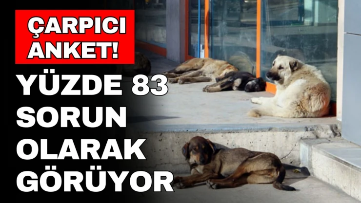 Çarpıcı Sokak Köpekleri Anketi, İşte Detaylar...
