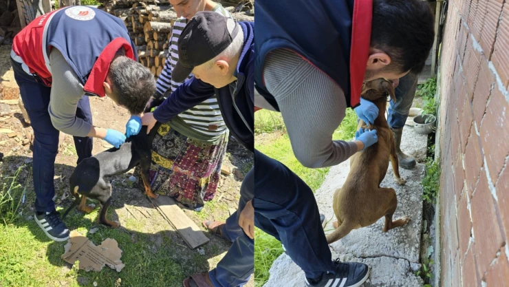 Çatalzeytin'de Köpek Kimliklendirme ve Aşılama Çalışmaları Devam Ediyor