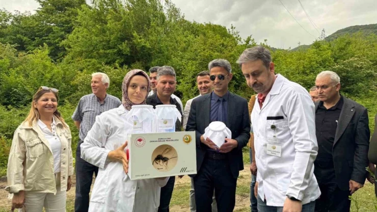 Çaycuma'da Kestane Gal Arısına Karşı Mücadele