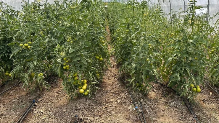 Çaycuma'da Üretim Güçlerini Birleştirdiler