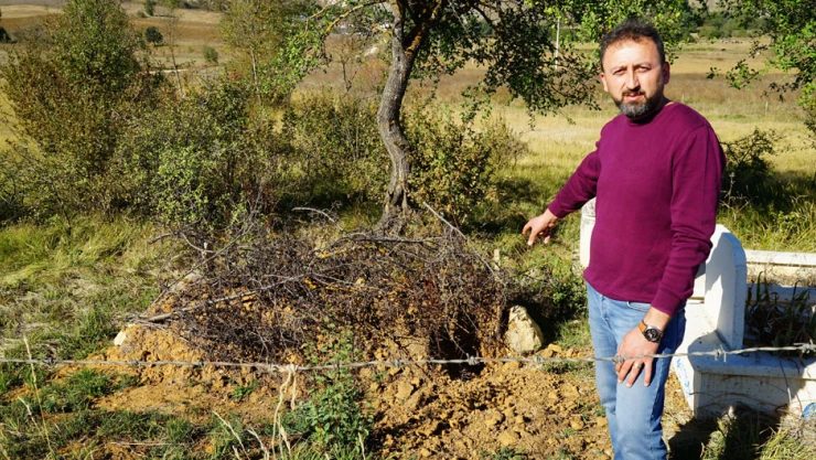 Ceset yiyen ayı geri döndü