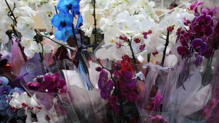 Aşıklar Bin Lirayı Gözden Çıkaracak