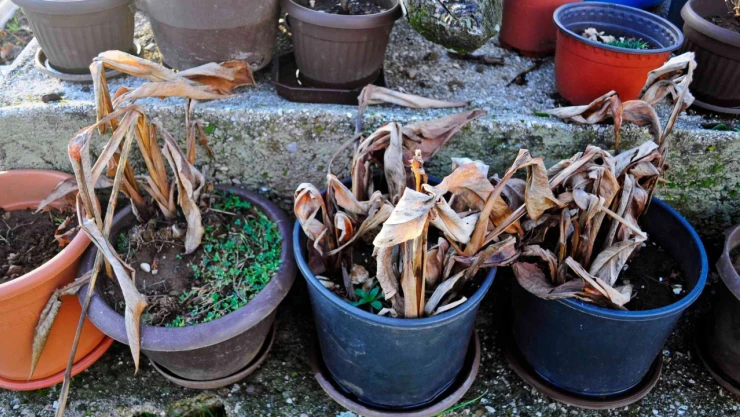 Çiçekleri Solduran 4 Hata