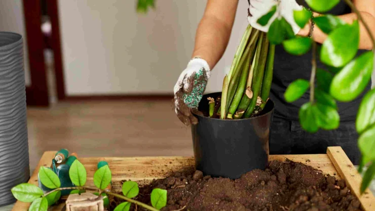 Çiçeklerin Çürümesini Önlüyor!