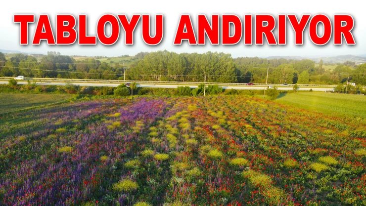 Çiçeklerin Süslediği Arazi Tabloyu Andırıyor