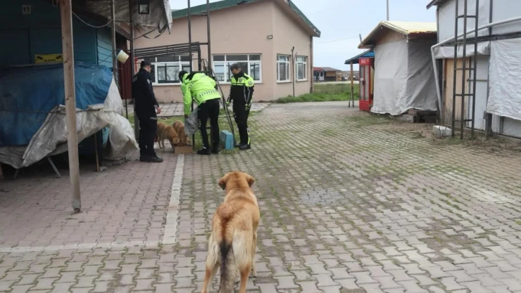 Cide Sokak Hayvanlarını Unutmadı