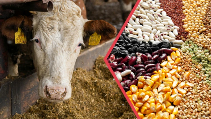 Çiftçiler İçin Destekleme Ödemesi