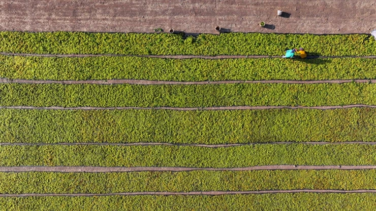 Çiftçilere Destekleme Ödemeleri Yapıldı