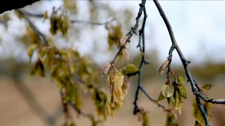 Çiftçilere Müjde: 65 İlde Destekleme Ödemesi