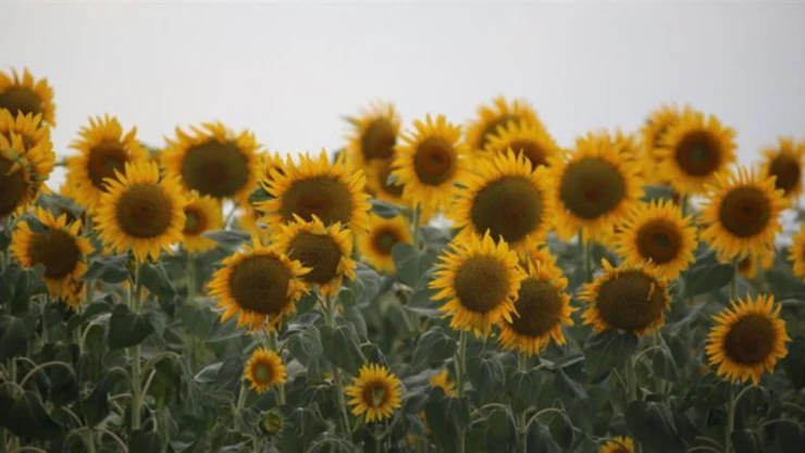 Çiftçilere Tarımsal Destekleme Ödemesine Başlandı
