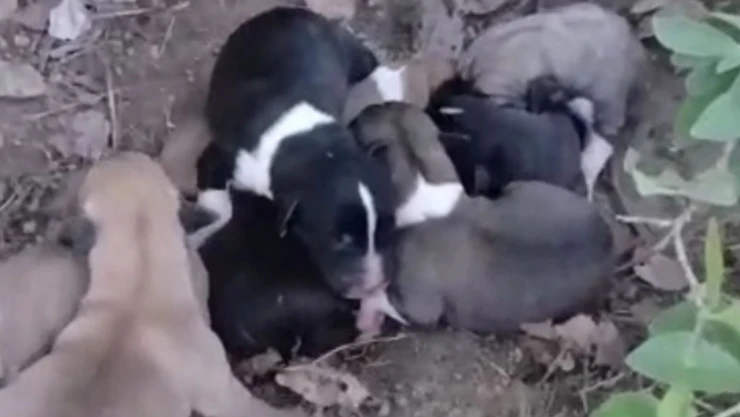 Çiftçinin Dikkati Köpek Yavrularını Ölümden Kurtardı