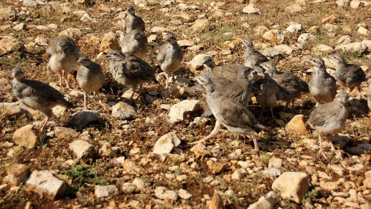 Çilkeklik Avı Yasaklandı