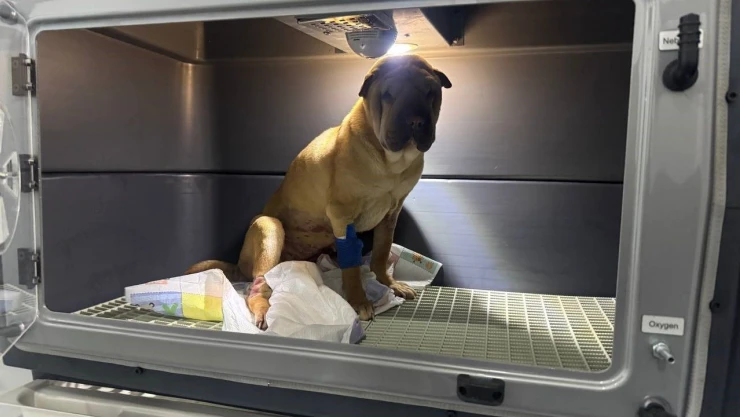 Cins Köpeğin Rahminden 1,5 Kilogramlık İltihap Çıkartıldı