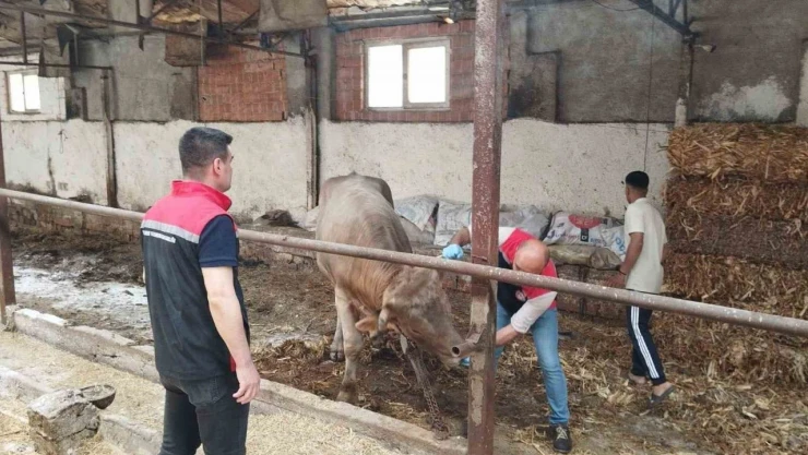 Çorum'da Hayvan Pazarları Kapatıldı