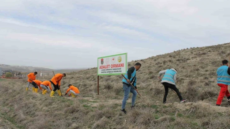 Çorum'da Hükümlüler Fidan Dikimi Gerçekleştirecek