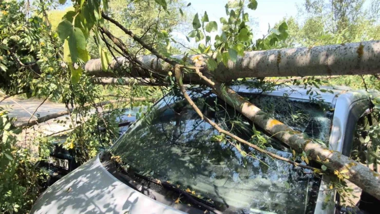 Çürüyen Ağaç Araçların Üzerine Devrildi